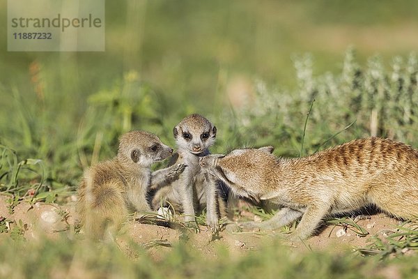 Surikaten (Suricata suricatta)  Weibchen bei der Pflege eines ihrer beiden Jungen  in ihrem Bau  während der Regenzeit in grüner Umgebung  Kalahari-Wüste  Kgalagadi Transfrontier Park  Südafrika  Afrika