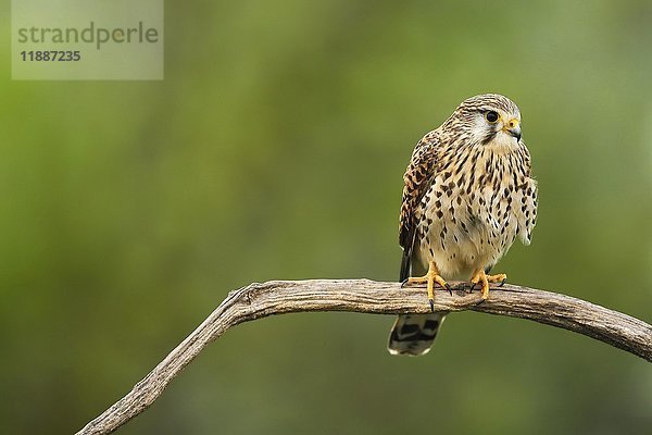 Turmfalke (Falco tinnunculus)  Weibchen auf einem Ast sitzend  Nationalpark Kiskunság  Ungarn  Europa