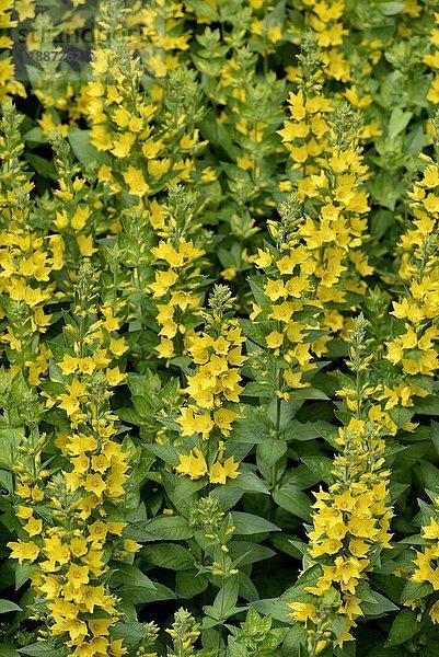 Punktierter Gilbweiderich (Lysimachia punctata)  Blütenstand  Nordrhein-Westfalen  Deutschland  Europa