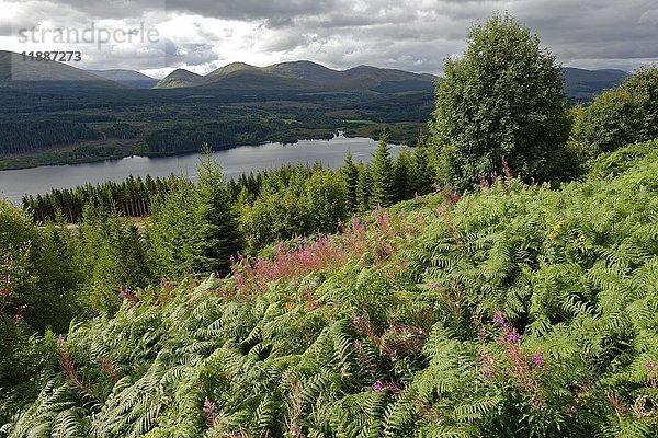Vegetation um Loch Garry  Highlands  Schottland  Vereinigtes Königreich  Europa