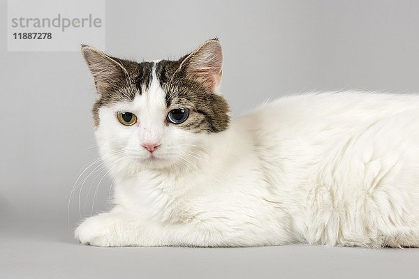 Rassekatze Cymric (Felis silvestris catus) mit Iris-Heterochromie (Heterochromia iridis)  Odd Eye  Alter 1 Jahr  Farbe weiß