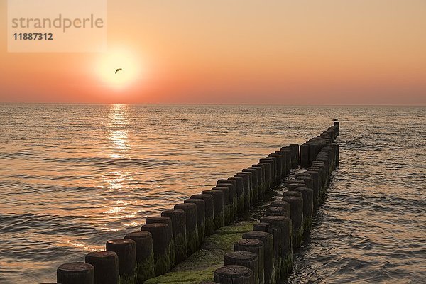 Meer mit Buhnen bei Sonnenuntergang  Ahrenshoop  Mecklenburg-Vorpommern  Deutschland  Europa