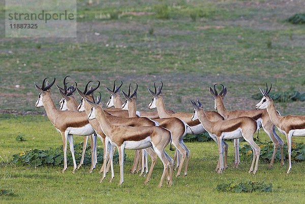 Springböcke (Antidorcas marsupialis)  Herde aufmerksam beobachten  während der Regenzeit in grüner Umgebung  Kalahari-Wüste  Kgalagadi Transfrontier Park  Südafrika  Afrika