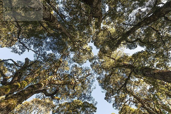 Baumkronen  gemäßigter Regenwald  Kepler Track  Fiordland National Park  Südland  Neuseeland  Ozeanien