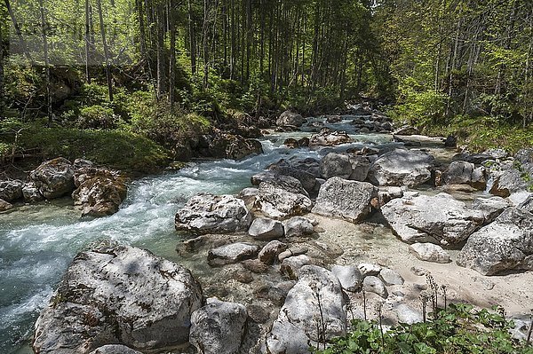 Ramsauer Ache im verwunschenen Wald  Ramsau  Berchtesgadener Land  Oberbayern  Deutschland  Europa