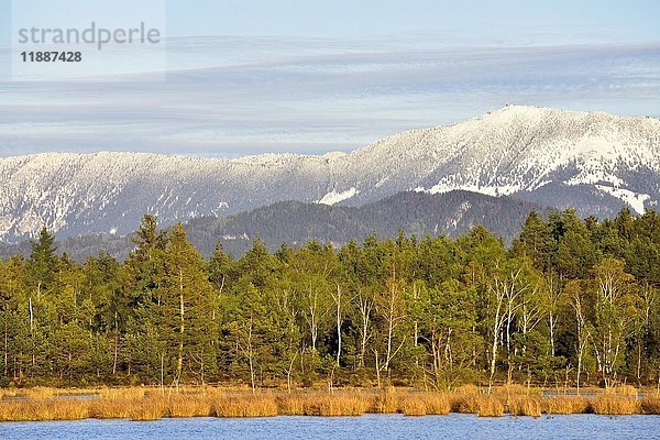 Moor mit Moorweiher  verschneite Hochries  Chiemgauer Alpen  Nicklheim  Alpenvorland  Bayern  Deutschland  Europa