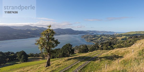 Küstenlandschaft  Otago Harbor  Otago  Südinsel  Neuseeland  Ozeanien