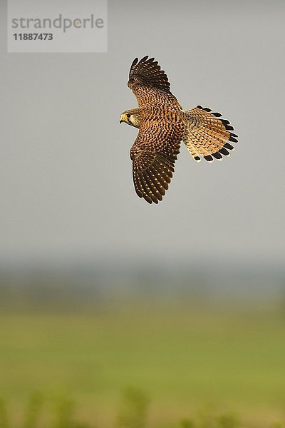 Turmfalke (Falco tinnunculus)  Weibchen im Flug  Kiskunság National Park  Ungarn  Europa