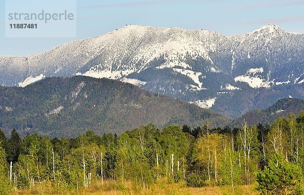 Moor mit Moorbirken (Betula pubescens) und Kiefern (Pinus sp.)  im Hintergrund verschneite Hochries  Chiemgauer Alpen  Nicklheim  Alpenvorland  Bayern  Deutschland  Europa