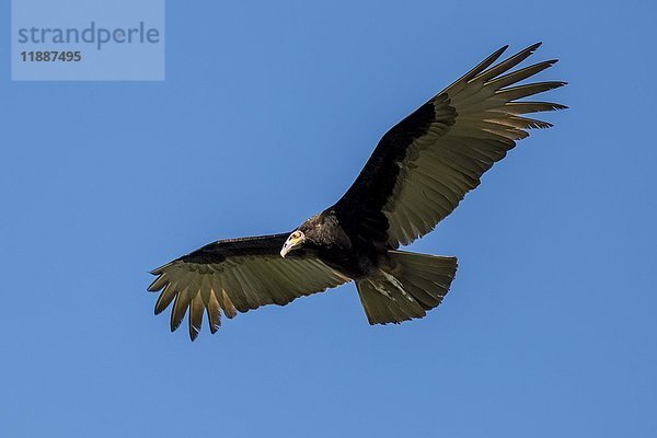 Kleiner Gelbkopfgeier (Cathartes burrovianus) im Flug  Pantanal  Mato Grosso do Sul  Brasilien  Südamerika