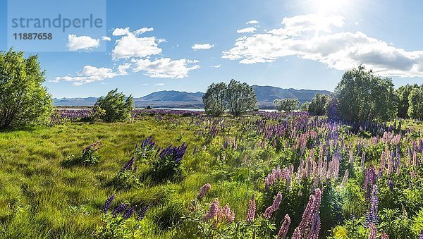 Violette großblättrige Lupinen (Lupinus polyphyllus)  Lake Tekapo  Canterbury  Südinsel  Neuseeland  Ozeanien
