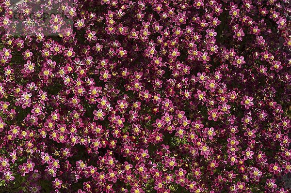 Steinbrech (Saxifraga × arendsii)  Sorte Purple Robe  Bayern  Deutschland  Europa