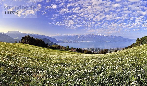 Dichter-Narzissen (Narcissus poeticus) auf einer Wiese  Genfer See  Montreux  Kanton Waadt  Schweiz  Europa