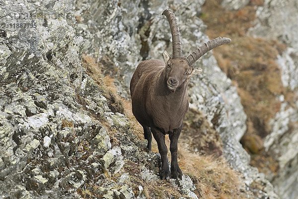Steinbock (Capra ibex) an einem Berghang  Tirol  Österreich  Europa