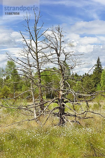 Hasenschwanz-Wollgras (Eriophorum vaginatum) in einem feuchten Moorgebiet mit abgestorbenen Kiefern (Pinus rotunda)  Nicklheim  Bayern  Deutschland  Europa
