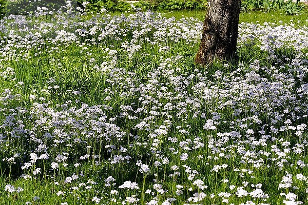 Kuckuckslichtnelke (Cardamine pratensis)  Blumenwiese im Frühling  Loisachtal  Oberbayern  Bayern  Deutschland  Europa