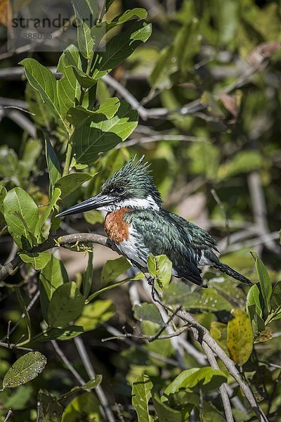 Amazonas-Eisvogel (Chloroceryle amazona)  Männchen in Mangroven sitzend  Pantanal  Mato Grosso do Sul  Brasilien  Südamerika