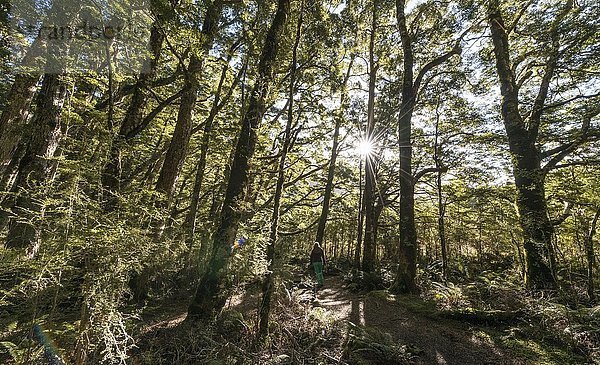 Die Sonne scheint durch den Wald  gemäßigter Regenwald  Kepler Track  Fiordland National Park  Southland  Neuseeland  Ozeanien