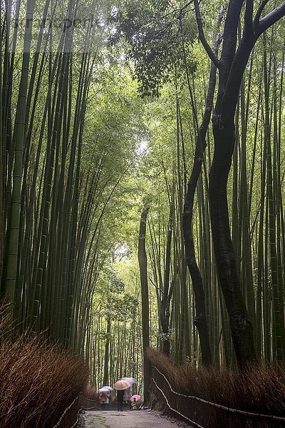 Spaziergänger im Regen  Bambuswald von Arashiyama  Kyoto  Honshu  Japan  Asien