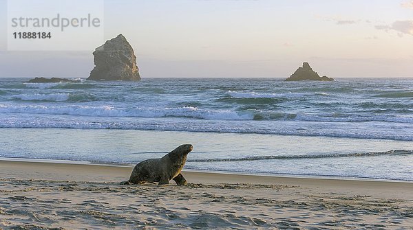 Neuseeländischer Seelöwe (Phocarctos hookeri)  Sandfly Bay  Dunedin  Otago  Otago Peninsula  Südinsel  Neuseeland  Ozeanien