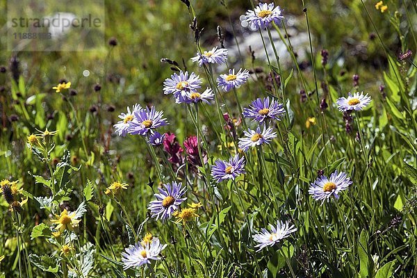 Alpen-Aster (Aster alpinus)  blühende Wildblumen  Glacier National Park  Rocky Mountains  Montana  USA  Nordamerika
