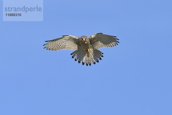 Schwebender weiblicher Turmfalke (Falco tinnunculus)  Niederrhein  Nordrhein-Westfalen  Deutschland  Europa