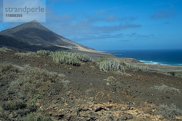 Kanarische Wolfsmilch (Euphorbia canariensis)  Küstenlandschaft bei Cofete  Jandia  Fuerteventura  Kanarische Inseln  Spanien  Europa