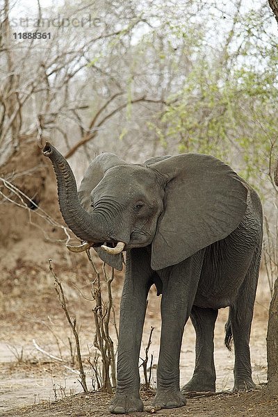 Afrikanischer Buschelefant (Loxodonta africana) mit erhobenem Rüssel  South Luangwa National Park  Sambia  Afrika