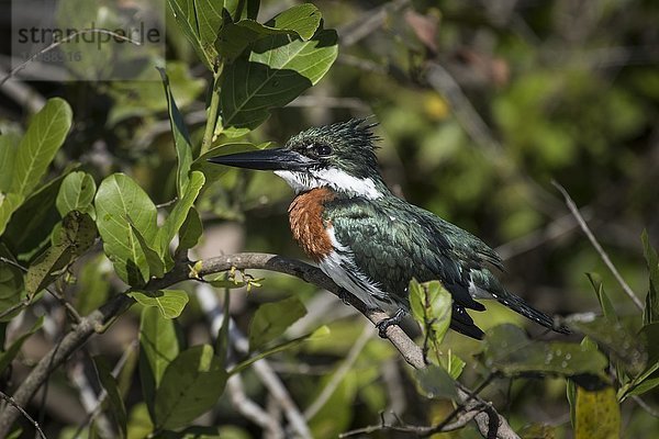 Amazonas-Eisvogel (Chloroceryle amazona)  Männchen in Mangroven sitzend  Pantanal  Mato Grosso do Sul  Brasilien  Südamerika