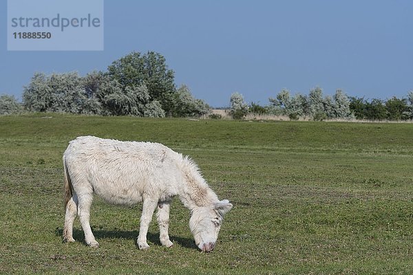 Österreichisch-ungarischer Weißer Esel (Equus asinus asinus)  Nationalpark Neusiedler-See   Burgenland  Österreich  Europa