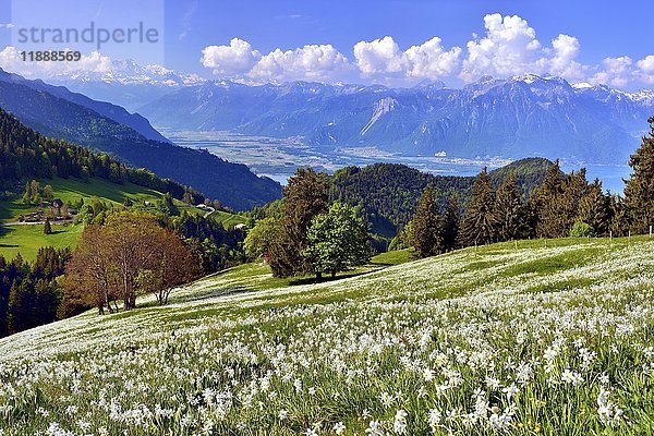 Dichter-Narzissen (Narcissus poeticus) in einer Wiese  Rhonetal  Montreux  Kanton Waadt  Schweiz  Europa