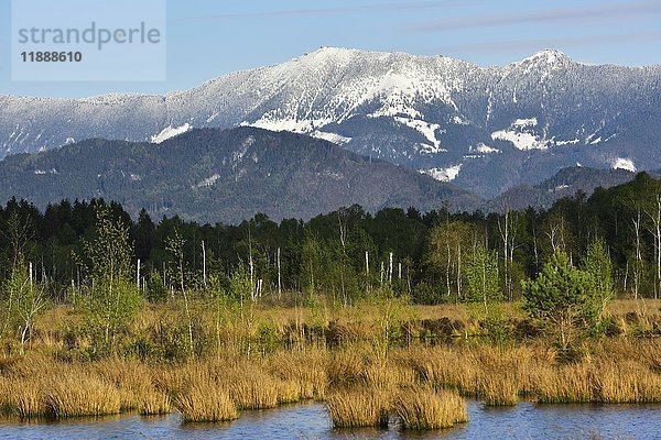 Feuchter Torfgraben mit blühender Teichbinse (Schoenoplectus lacustris) und Moorbirken (Betula pubescens)  im Hintergrund schneebedeckte Chiemgauer Alpen  Nicklheim  Alpenvorland  Bayern  Deutschland  Europa