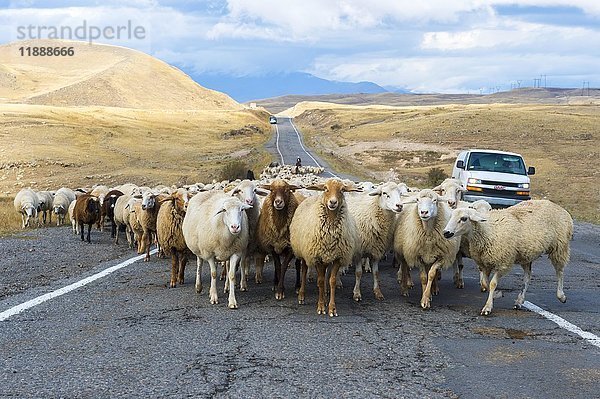 Hirte  der eine Gruppe von Schafen eine Straße hinunterführt  Provinz Tavush  Armenien  Asien