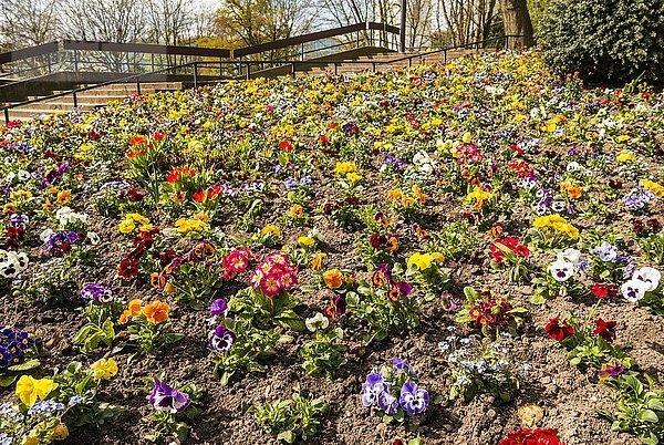 Blumenbeet mit bunten Frühlingsblumen  Planten un Blomen  Hamburg  Deutschland  Europa