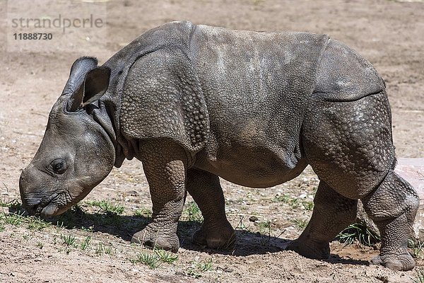 Junges indisches Nashorn (Rhinoceros unicornis)  in Gefangenschaft