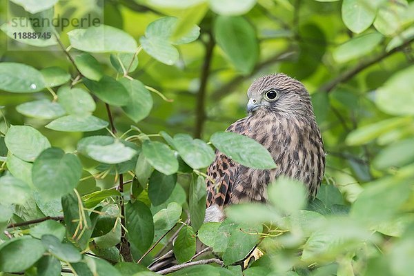 Junger Turmfalke (Falco tinnunculus) auf einem Baum sitzend  Hessen  Deutschland  Europa