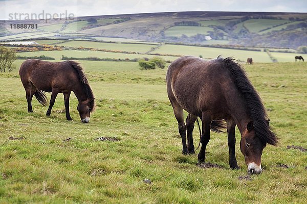 Wilde Exmoor-Ponys  Exmoor National Park  Devon  England  Vereinigtes Königreich  Europa