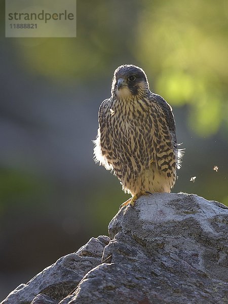 Wanderfalke (Falco peregrinus)  Jungvogel auf Felsen sitzend  im Gegenlicht  Naturpark Bayerischer Wald  Bayern  Deutschland  Europa