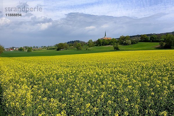 Rapsfelder mit der Wallfahrtskapelle Mariä Himmelfahrt in Leutkirch  Bodenseeregion  Linzgau  Baden-Württemberg  Deutschland  Europa