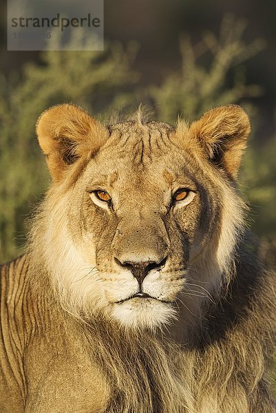 Löwe (Panthera leo)  männlich  ruhend  Porträt  Kalahari-Wüste  Kgalagadi Transfrontier Park  Südafrika  Afrika