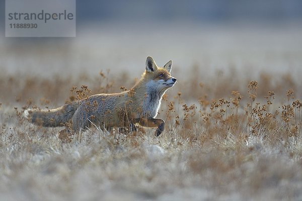 Rotfuchs (vulpes vulpes)  läuft über eine Wiese  Böhmerwald  Tschechische Republik  Europa