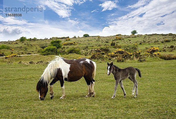 Fohlen und Stute  Bodmin Moor Ponies  Cornwall  England  Vereinigtes Königreich  Europa