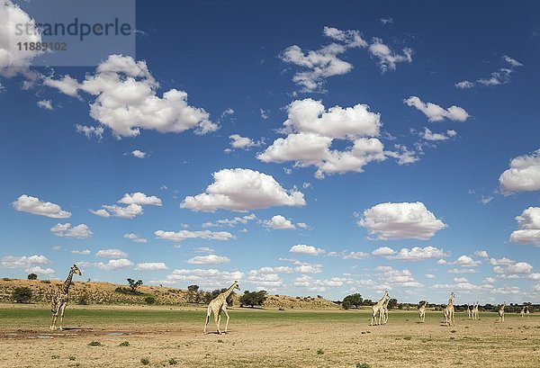 Südliche Giraffen (Giraffa giraffa)  Herde versammelt am Regenwasserbecken im Auob-Flussbett  Regenzeit mit grüner Umgebung und Kumuluswolken  Kalahari-Wüste  Kgalagadi Transfrontier Park  Südafrika  Afrika