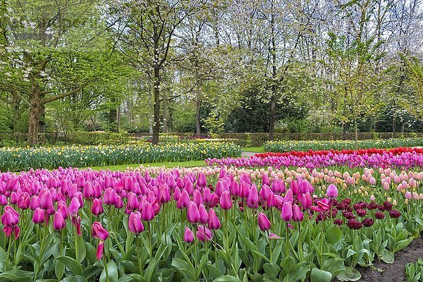Blumengarten mit blühenden bunten Tulpen (Tulipa)  Keukenhof Gardens Exhibit  Lisse  Südholland  Niederlande  Europa