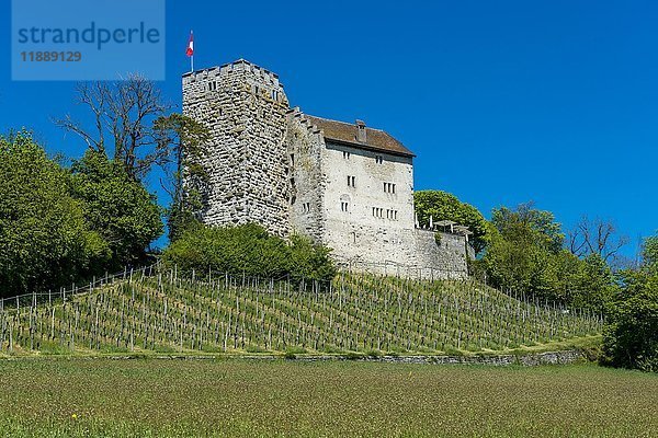 Schloss Habsburg  Wülpelsberg  Habsburg  Kanton Aargau  Schweiz  Europa