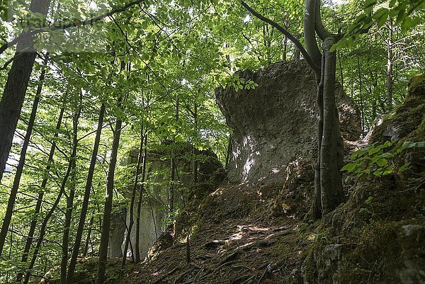 Steinerne Stadt  Felsen im Veldensteiner Wald  Neuhaus an der Pegnitz  Mittelfranken  Bayern  Deutschland  Europa
