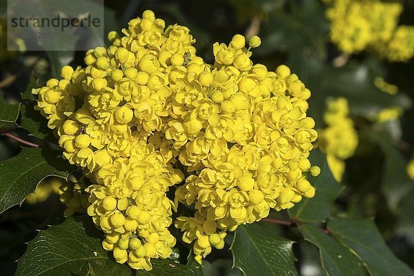 Gelbe Stechpalmenblüte (Ilex aquifolium)  Baden-Württemberg  Deutschland  Europa