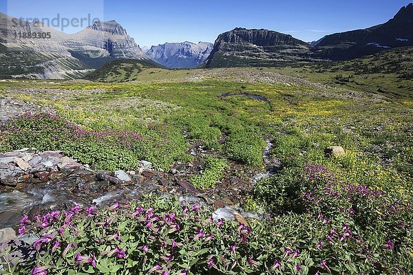 Blühende Wildblumen und Berglandschaft am Hidden Lake Trail  Glacier National Park  Rocky Mountains  Montana  USA  Nordamerika