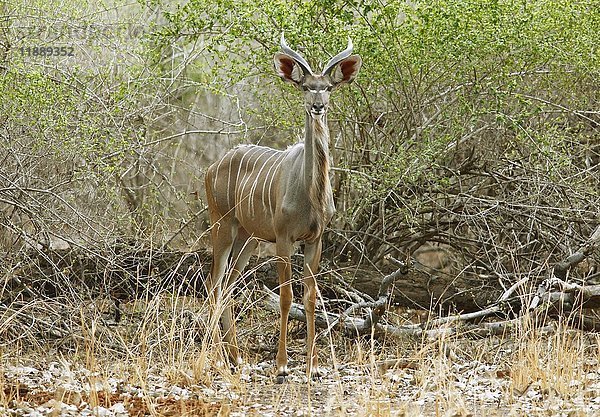 Großer Kudu (Tragelaphus strepsiceros) stehend im Buschland  South Luangwa National Park  Sambia  Afrika