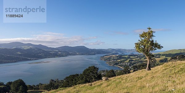 Küstenlandschaft  Otago Harbor  Otago  Südinsel  Neuseeland  Ozeanien